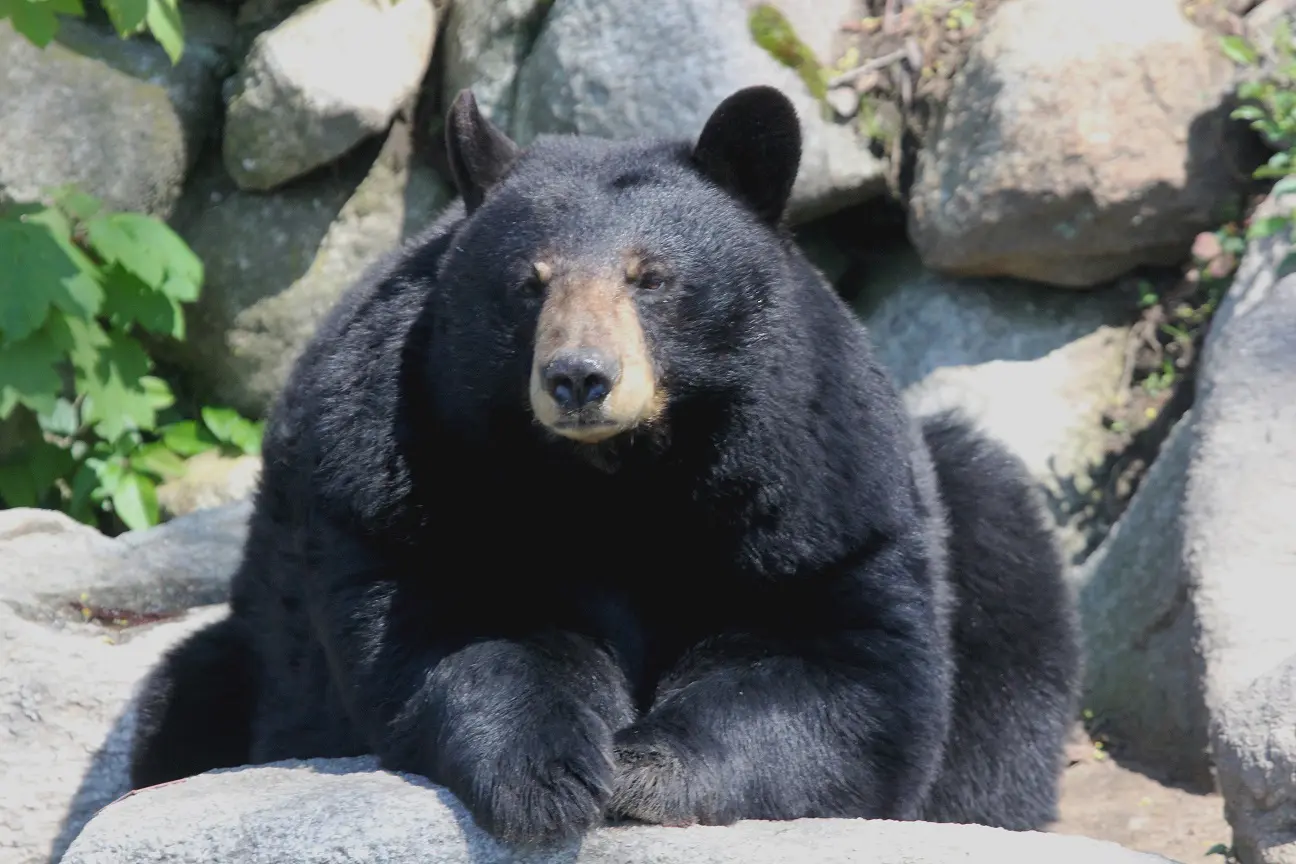 Zoo Says Goodbye to Ursula