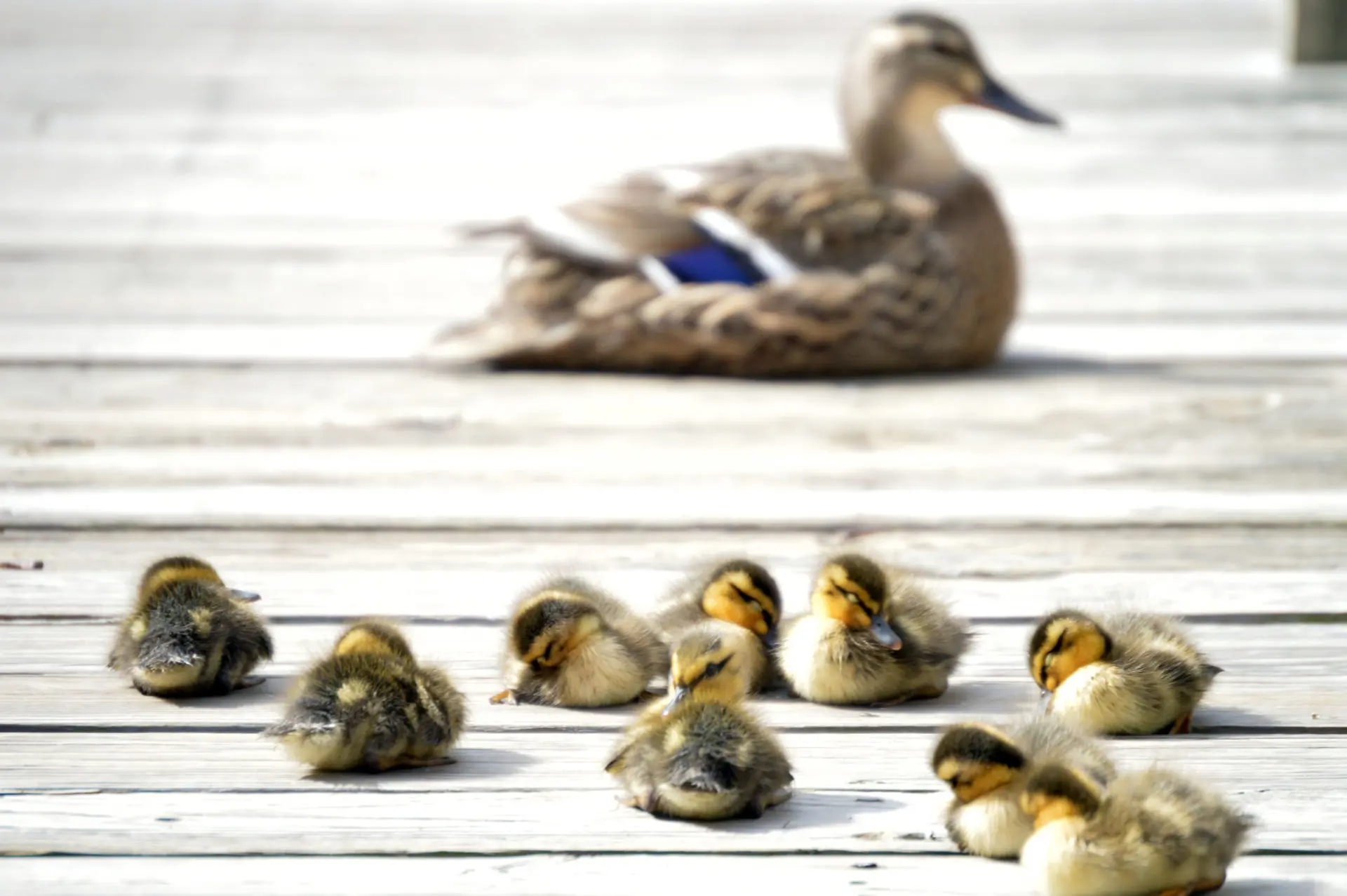 Climate Change Education at the Zoo