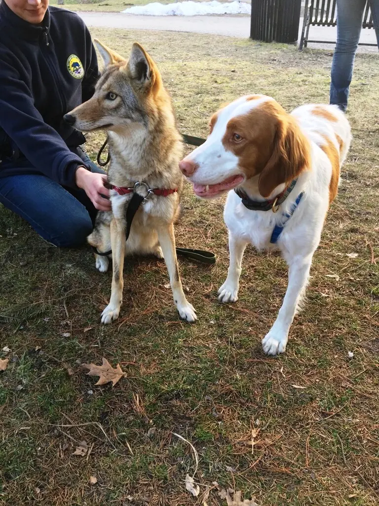 Can coyotes and dogs be friends?