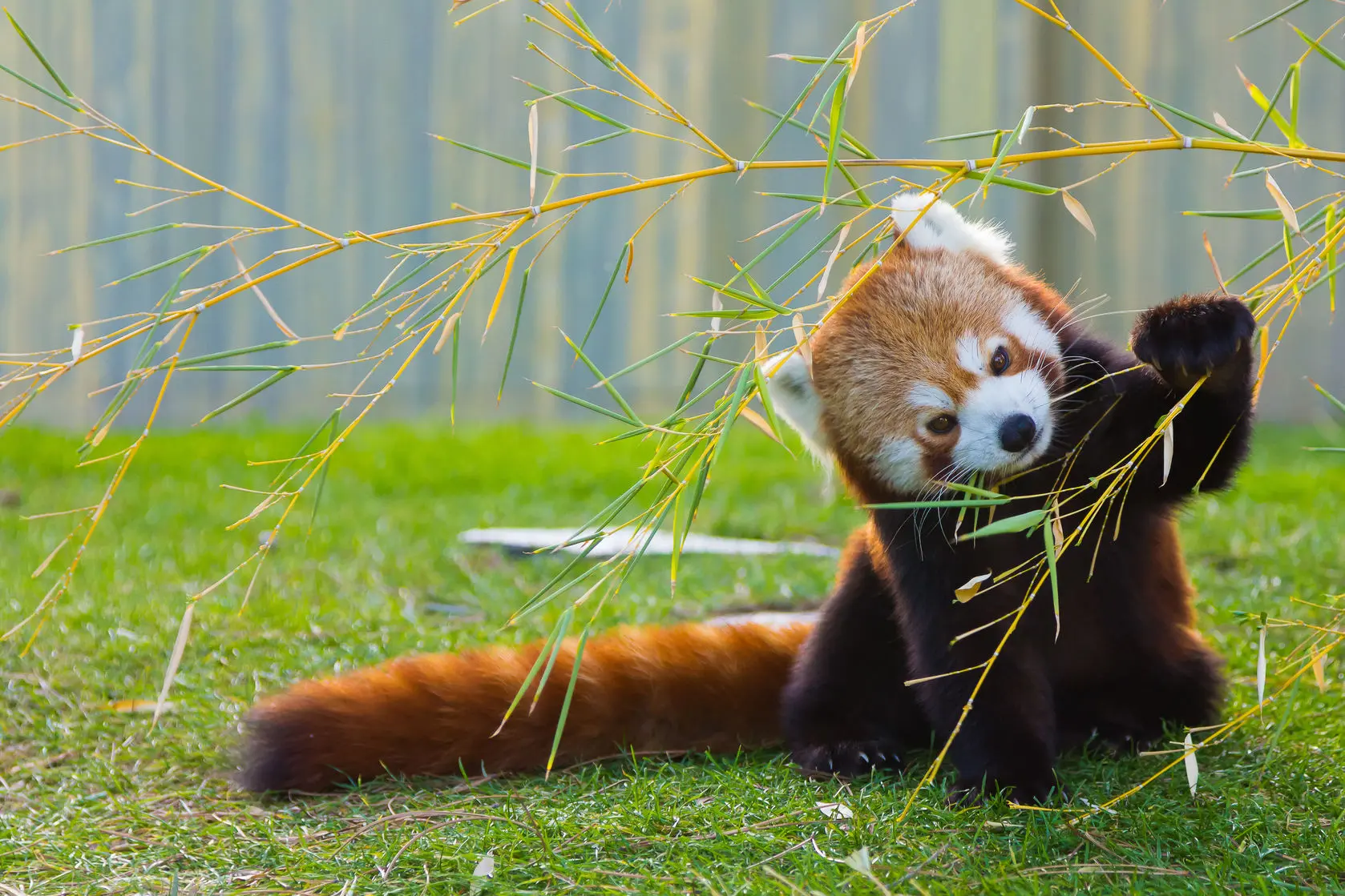 Red Pandas Coming to the Southcoast