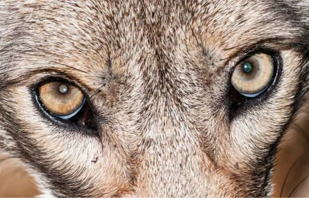 The Zoo’s resident coyote featured in Natural History Magazine