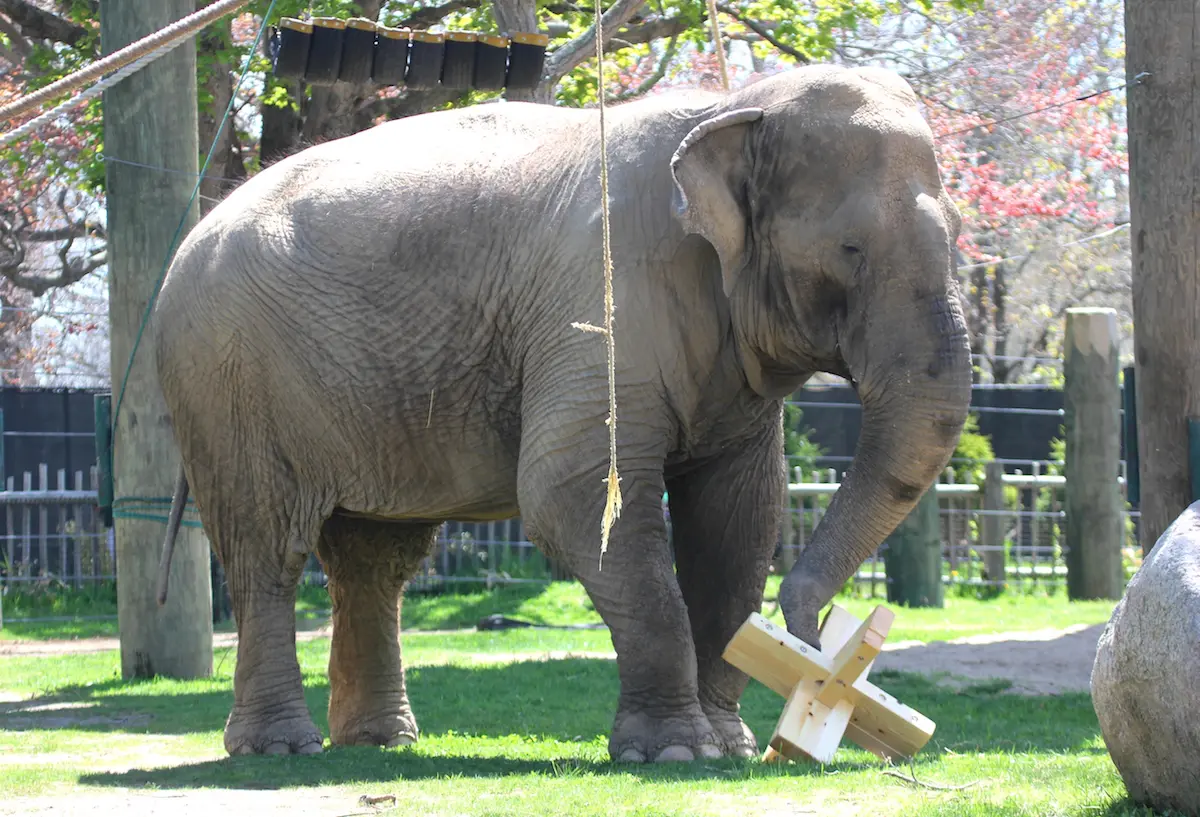 New Elephant Enrichment Toys Courtesy of Mass Art