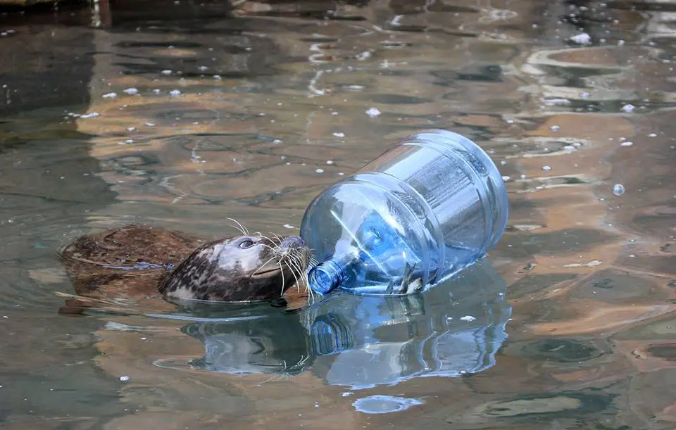 It’s not litter, it’s enrichment