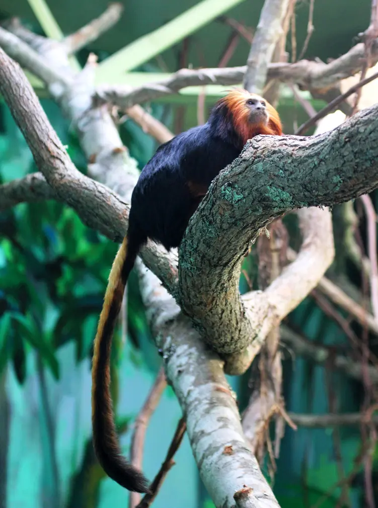 Buttonwood Park Zoo achieves fourth consecutive AZA accreditation