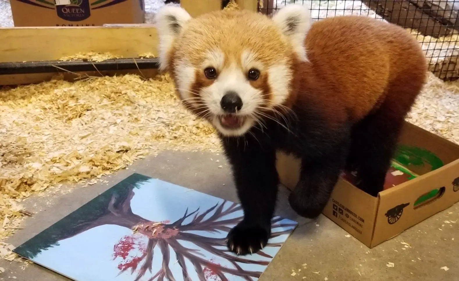PHOTOS: Buttonwood Park Zoo’s Art Gone Wild