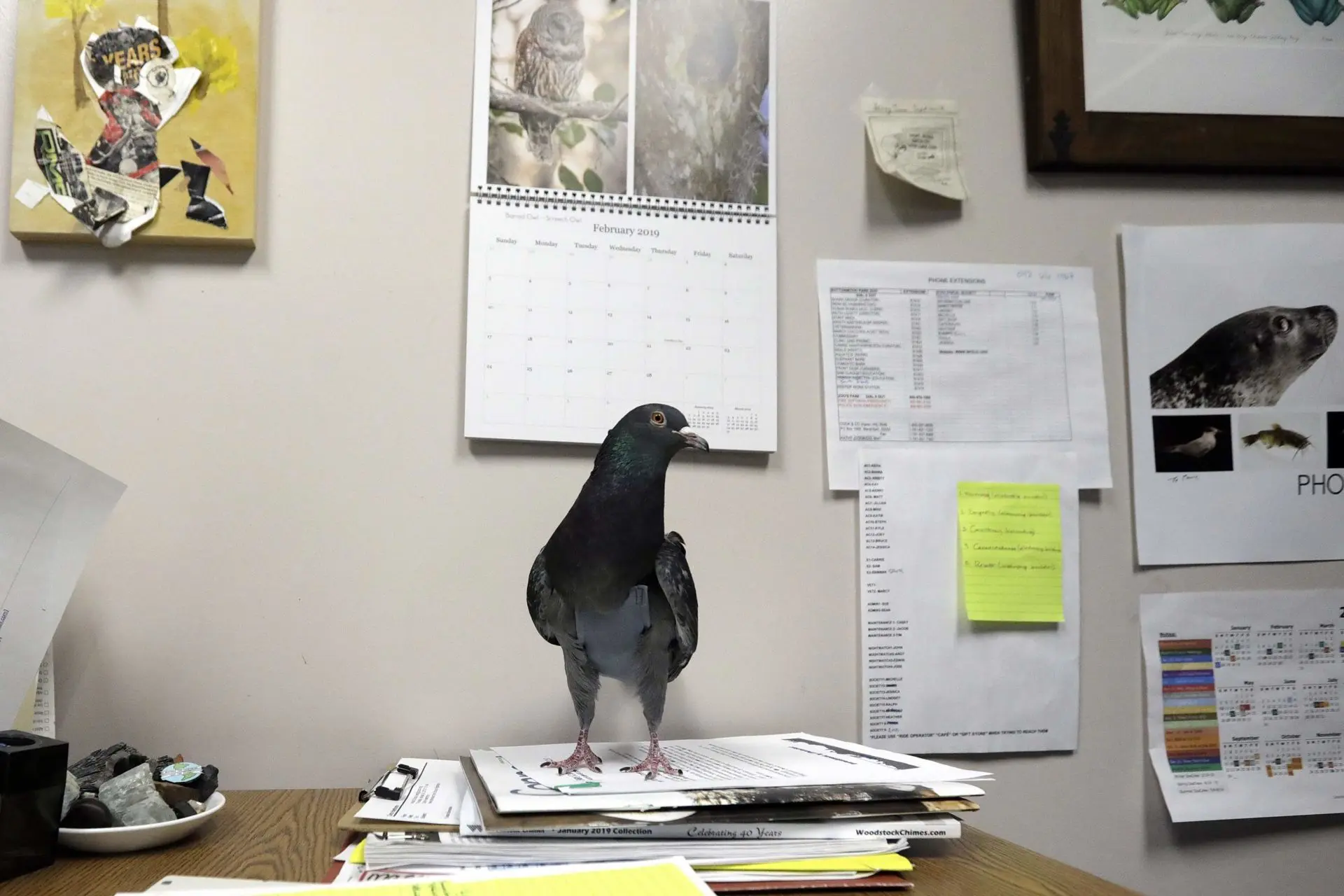 Boss bird of Buttonwood: Pigeon takes zoo staffer under her wing