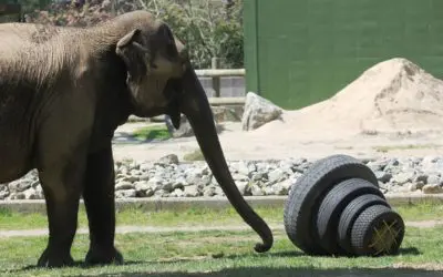 Toys for Elephants