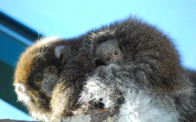 Oh baby! Bolivian gray titi monkey born at Buttonwood Park Zoo