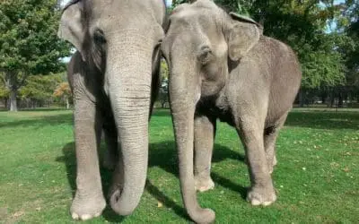 An Update on Asian Elephant Ruth