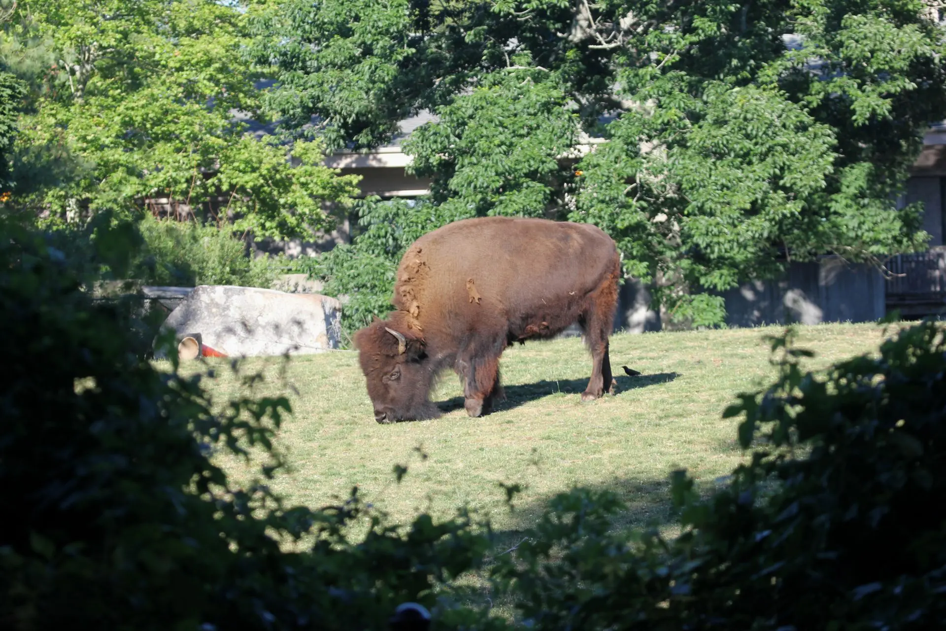 bison