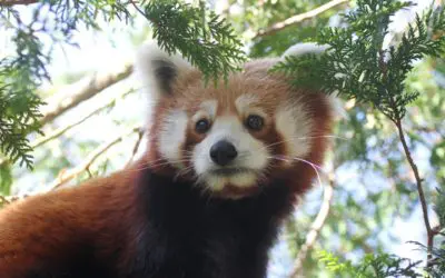 Red panda to debut at Buttonwood Park Zoo