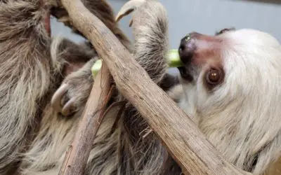 Latest addition to New Bedfordâs Buttonwood Park Zoo is sinfully cute