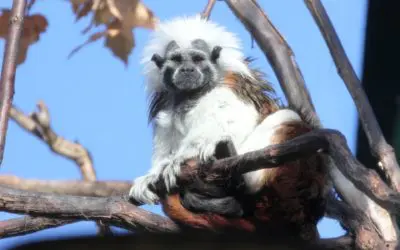 America’s Small Zoos Face Grim Future Amidst Shutdown