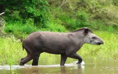 Wildlife Education Series