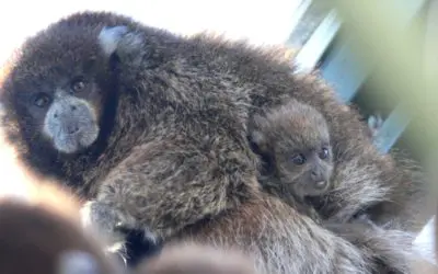 BPZOO Celebrates Birth of Third Bolivian Gray Titi Monkey Baby
