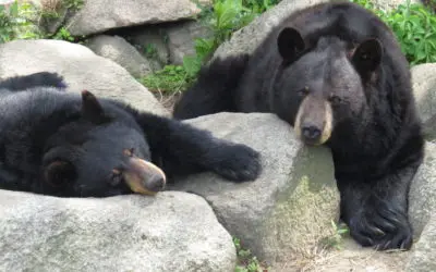 Mourning an Iconic Zoo Resident