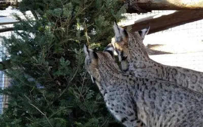 Local Companies Donate Christmas Trees to Zoo Animals