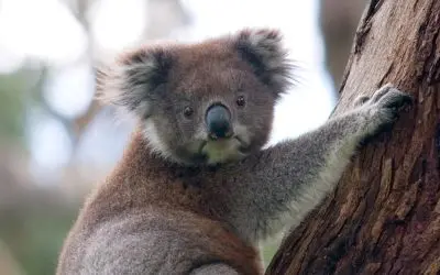 Raising Funds for Australian Wildlife Devastated by Bushfires