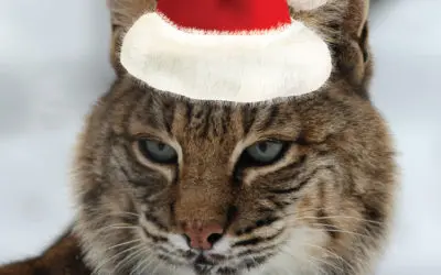 Holiday Happenings