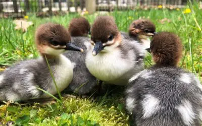 Two Endangered Species Born
