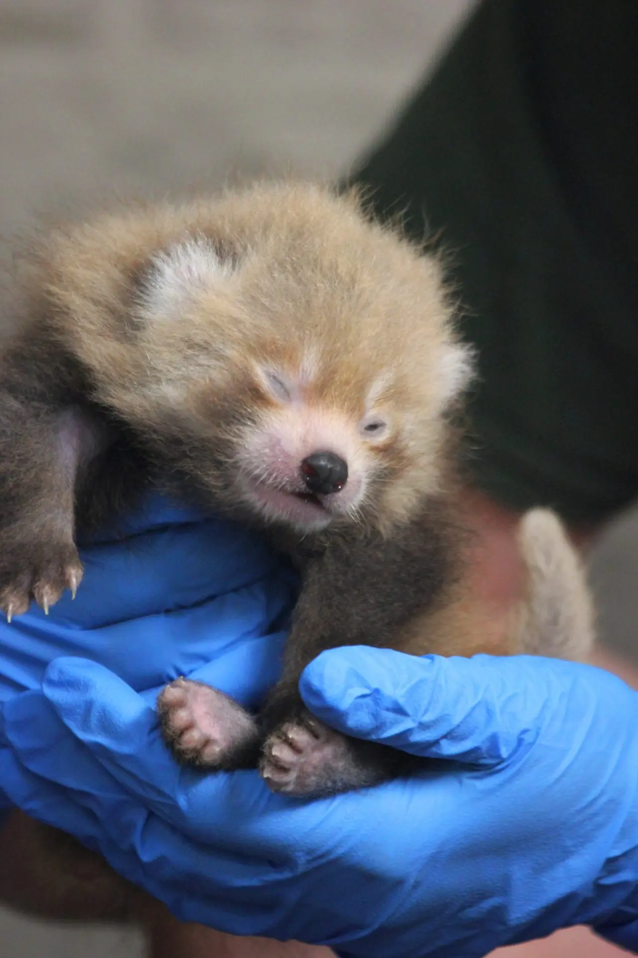 21 days old red panda cub
