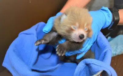 BPZOO Welcomes Endangered Red Panda Cub
