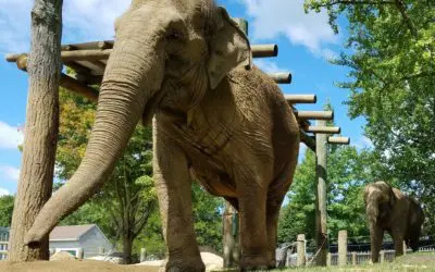 Elephant Appreciation Day