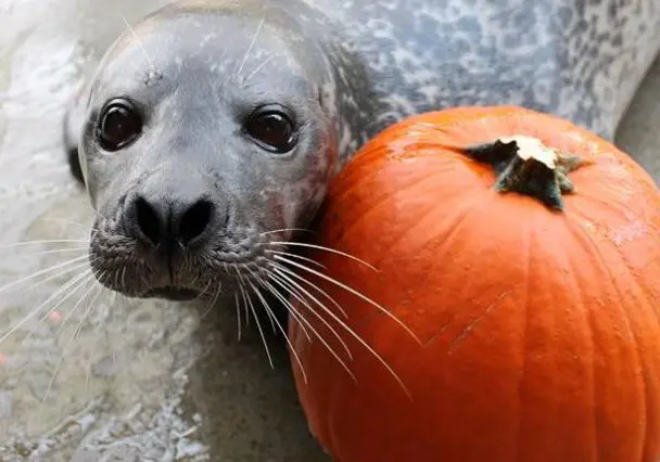 seal with pumpkin