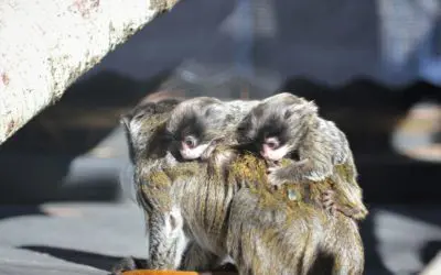 Pepper and Jack Welcome Twins