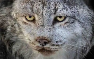 BPZOO Mourning the Loss of Canada Lynx
