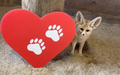 Share the Love Fundraiser
