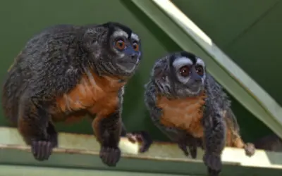 New Species at BPZOO