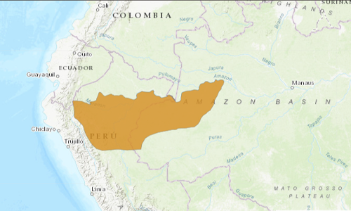 Nancy-Mas-Night-Monkey-map