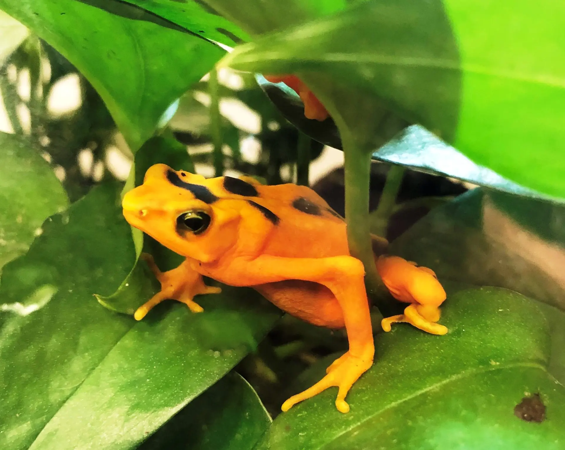 Panamanian golden frog cropped horizontal e