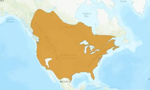 Striped-Skunk-map