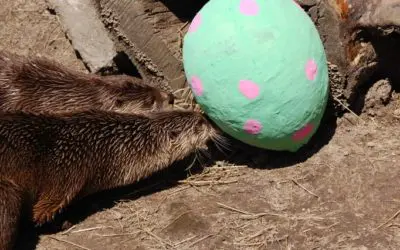 Easter EGG-stravaganza