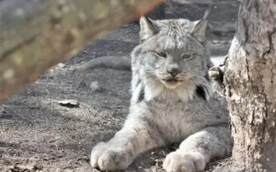 BPZOO Welcomes a New Lynx