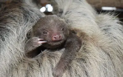 A Baby Sloth at BPZOO!