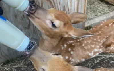 BPZOO Rescues Two Fawns