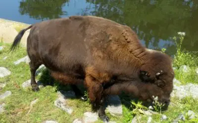 BPZOO mourns the loss of 22-year-old bison