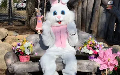 Bunny Brunch