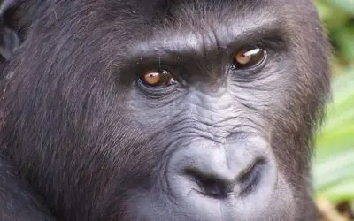 Helping Gorillas in the Democratic Republic of Congo