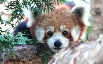Red Panda Conservation