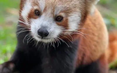 International Red Panda Day