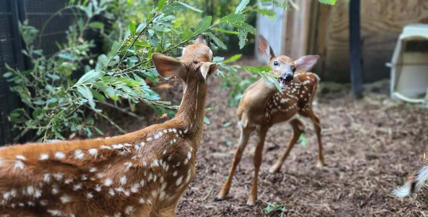 BPZOO Fawns 3