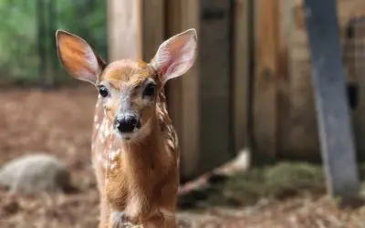 White-tailed Deer Fawns