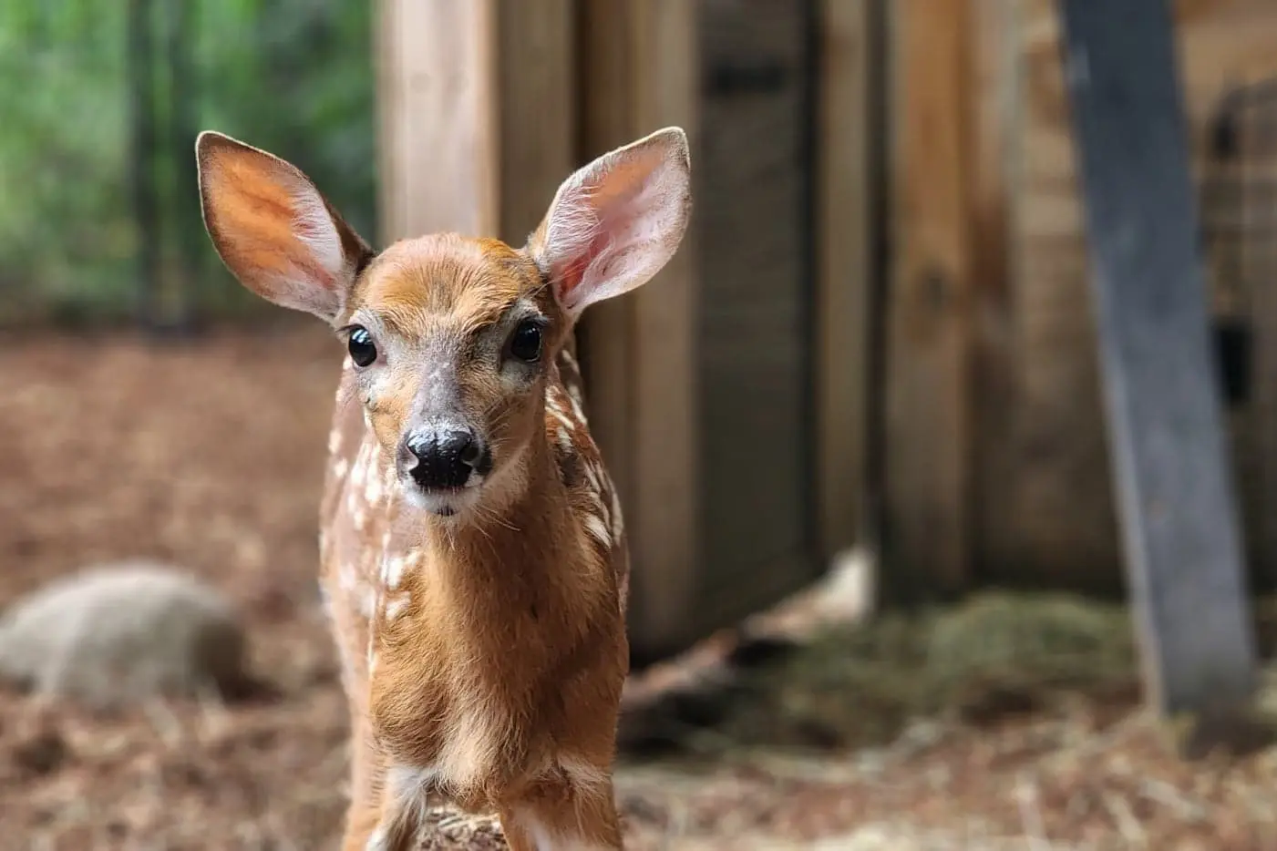 deer fawn closeup