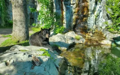 BPZOO Mourns the Loss of Beloved Black Bear