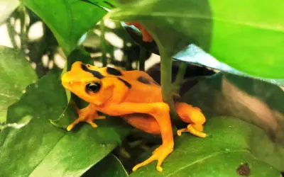 New at the Zoo – Panamanian Golden Frog