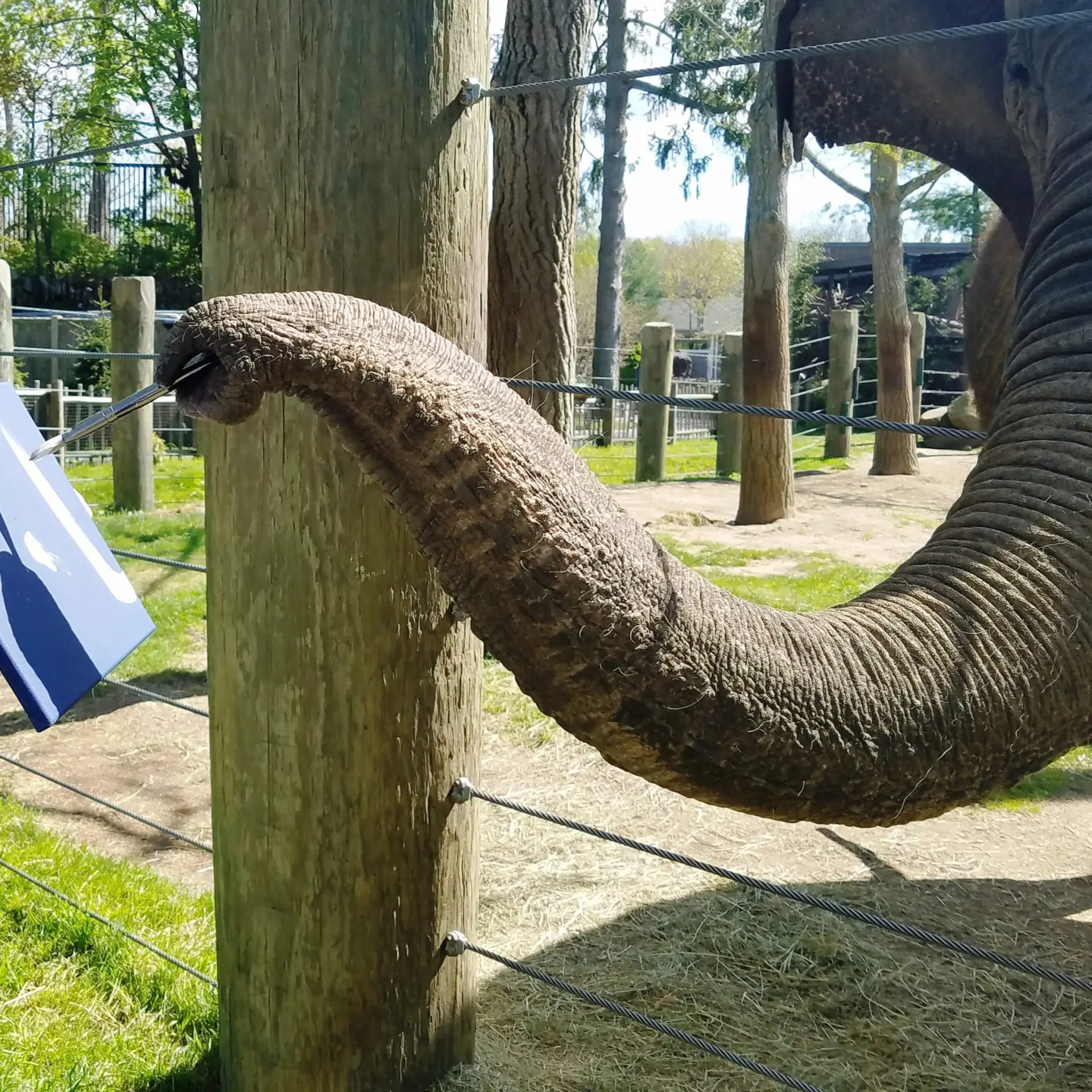 elephant painting